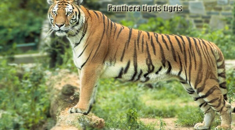 Harimau Bengal Keberagaman Spesies Kucing Terbesar di Dunia