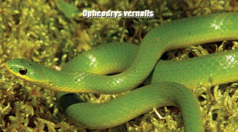 Smooth Green Snake Keindahan Ular Hijau Anggun