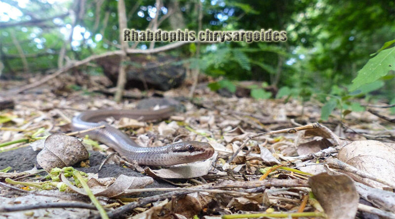Peters' Bright Snake Keunikan dan Keindahan Spesies Langka
