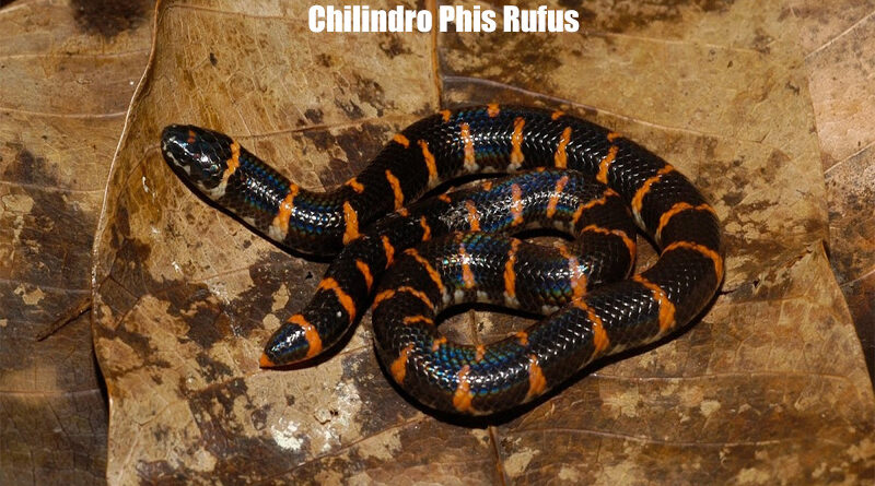 Ular Endemik Kalimantan Chilindro Phis Rufus