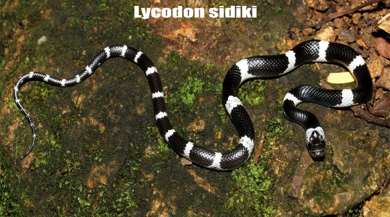 Ular Endemik Sumatera Lycodon sidiki