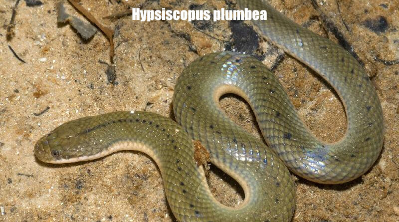 Hypsiscopus plumbea Mengenal Ular Air Kelabu