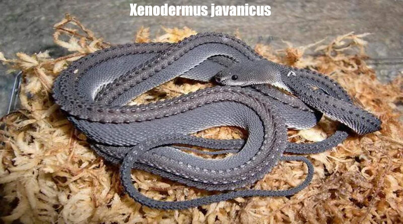 Ular Naga Xenodermus javanicus Keunikan dan Ekologi