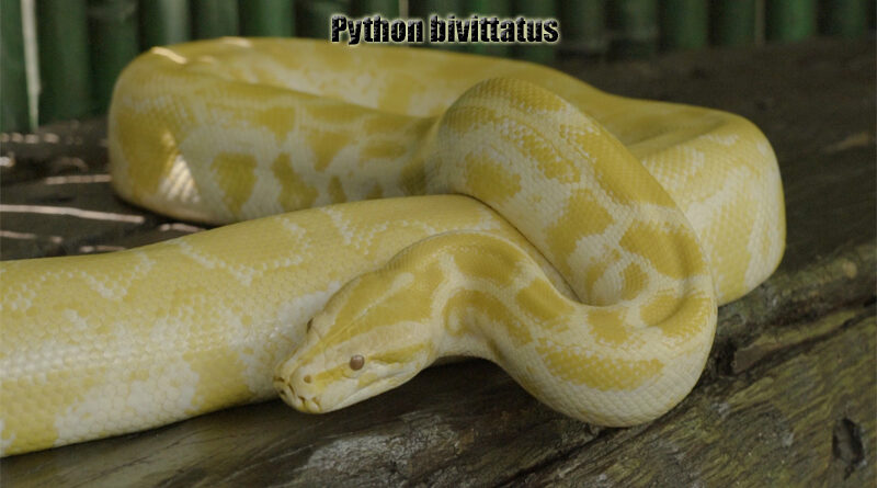 Python Burma Ular Piton Endemik Thailand