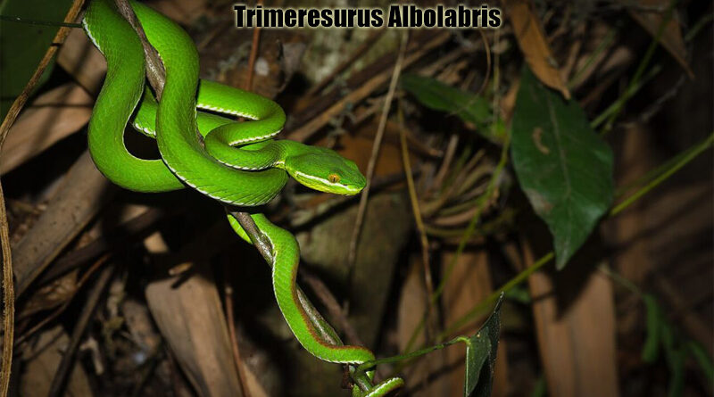 Ular Trimeresurus Albolabris Spesies Endemik Thailand