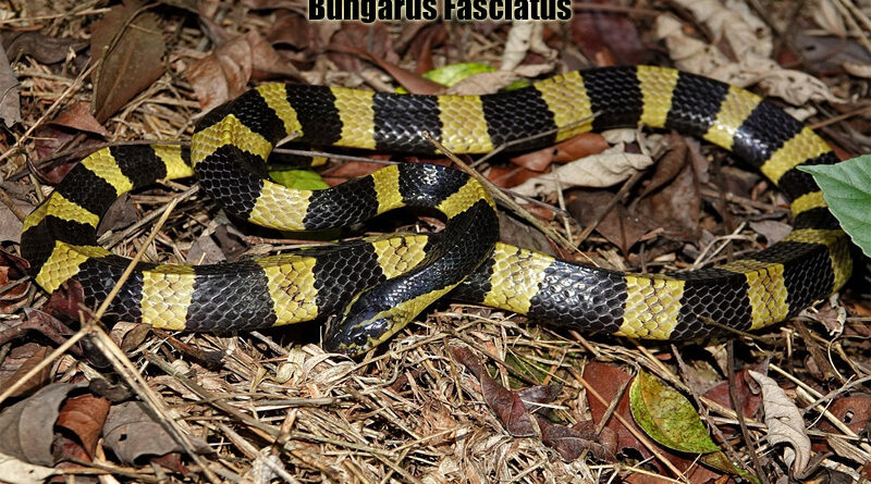 Ular Bungarus fasciatus Spesies Endemik Thailand