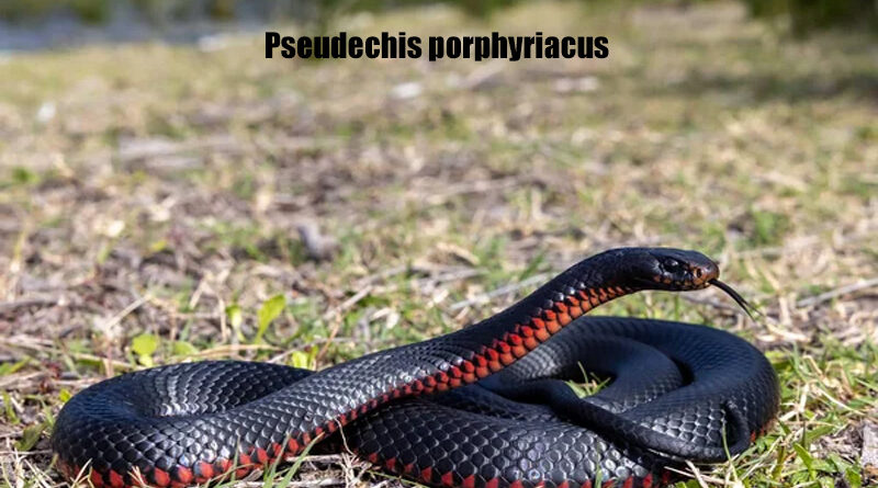 Red-Bellied Black Snake Ular yang Menawan dan Berbahaya