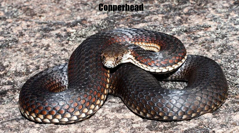 Copperhead Ular Endemik Australia yang Menarik