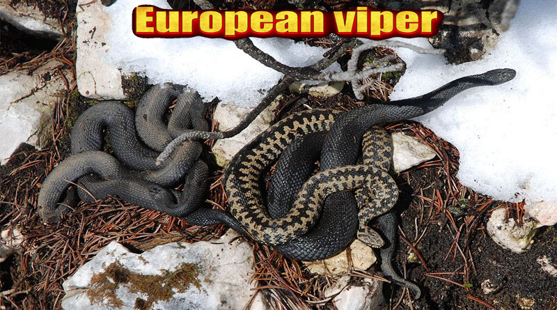 Ular Vipera berus Penghuni Dingin Kutub Utara