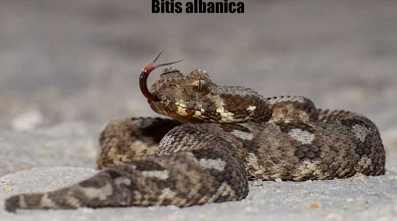 Albany Adder Ular Langka dan Terancam dari Afrika Selatan