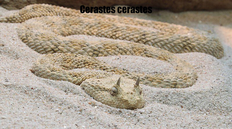 Viper Bertanduk Gurun Sahara Pemburu Berbahaya Padang Pasir