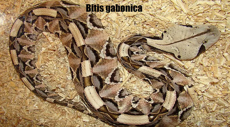 Gaboon Viper (Bitis gabonica)