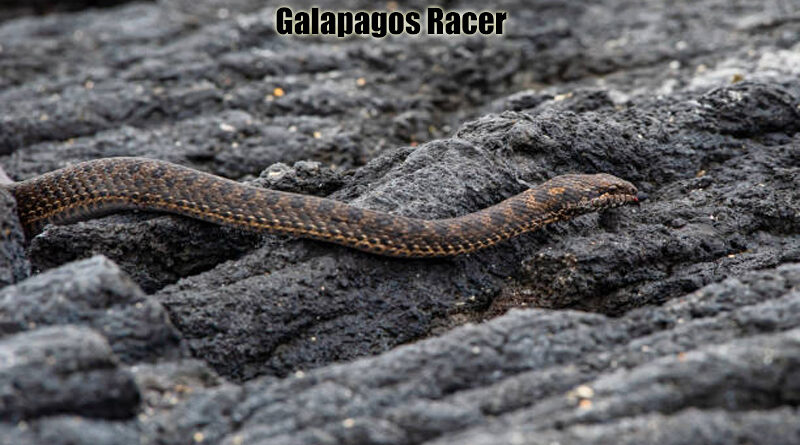 Galapagos Racer Predator Cepat Kepulauan Galapagos