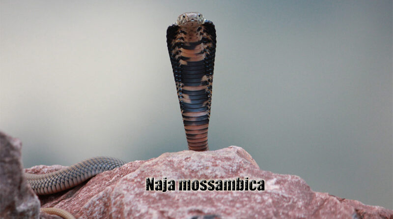 Mozambique Spitting Cobra (Naja mossambica)