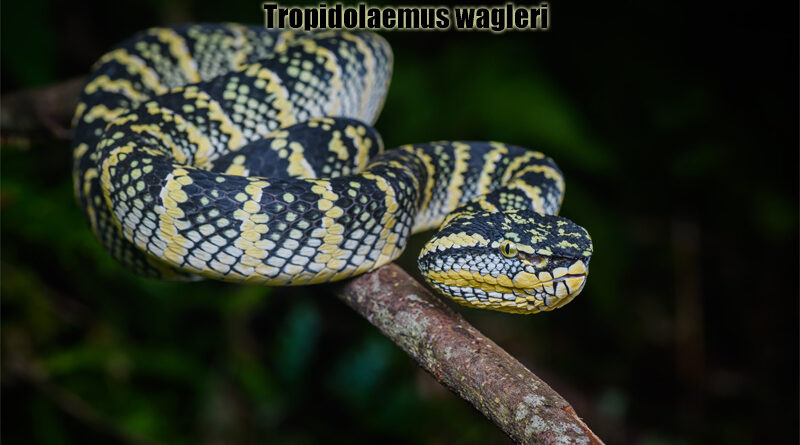 Ular Pit Viper Wagler Keindahan Berbisa dari Thailand