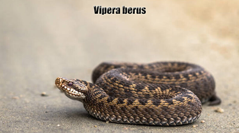 European Adder (Vipera berus) Ular Berbisa di Eropa