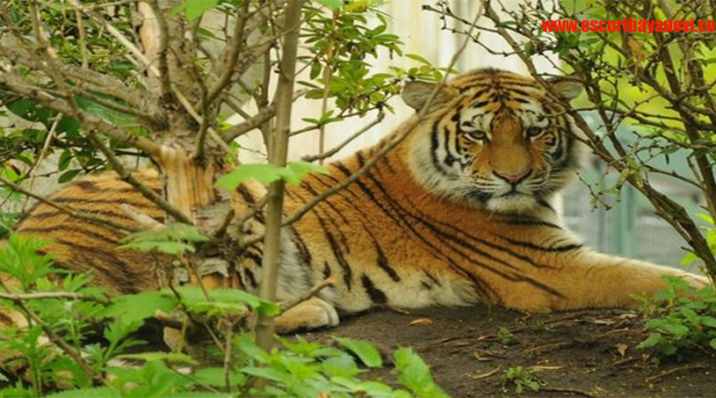 Harimau Raja Hutan Terancam