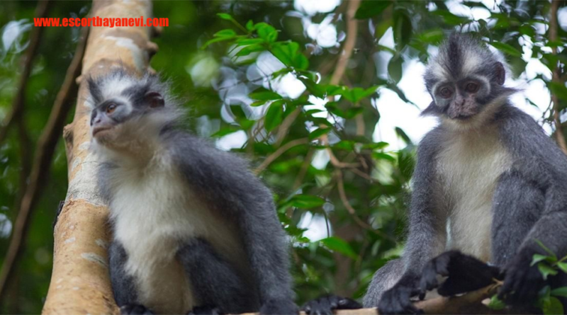 Kedih Primata Berjambul Terancam Punah