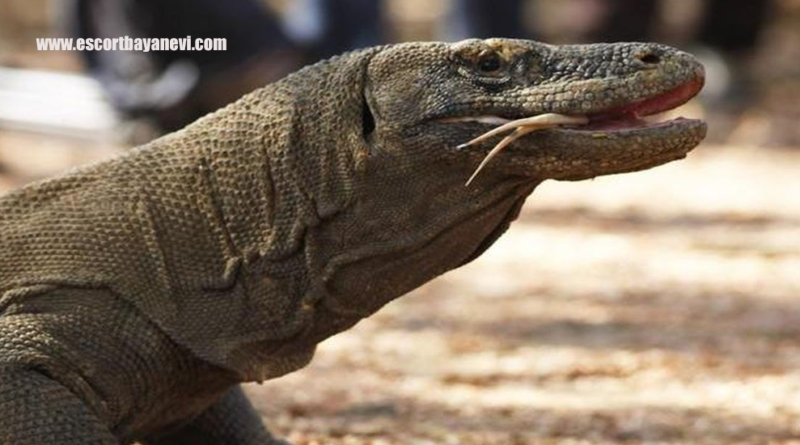 Komodo Naga Purba Nusantara