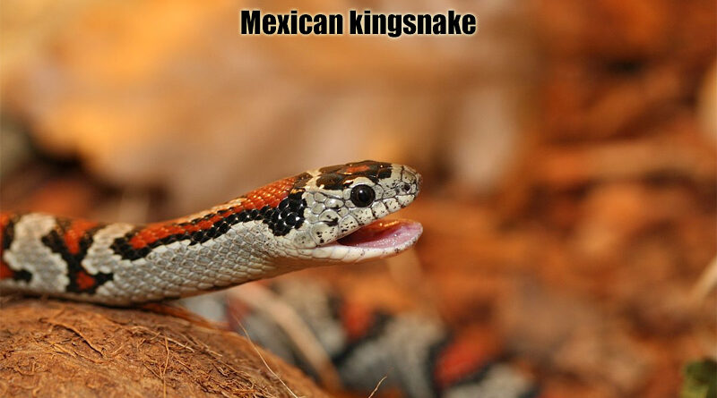 Lampropeltis mexicana Ular Endemik Meksiko yang Unik