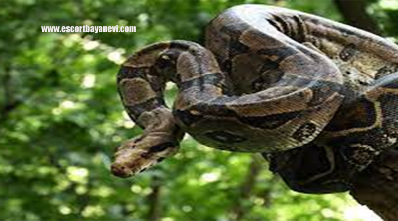 Ular Boa Constrictor