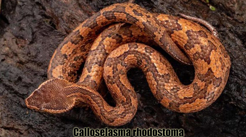 Ular Malayan Pit Viper (Calloselasma rhodostoma)