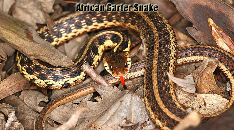 Ular Garter Afrika Perilaku Spesies Unik dan Habitat