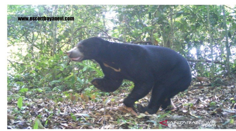 Beruang Madu Kritis Terancam