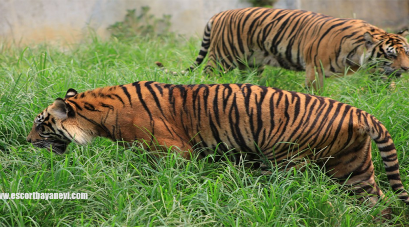 Harimau Sumatera