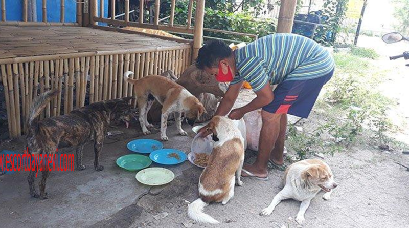 Cara Memberi Makan Anjing