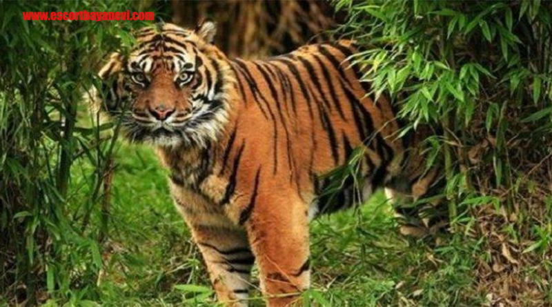 Harimau Bali Panthera tigris