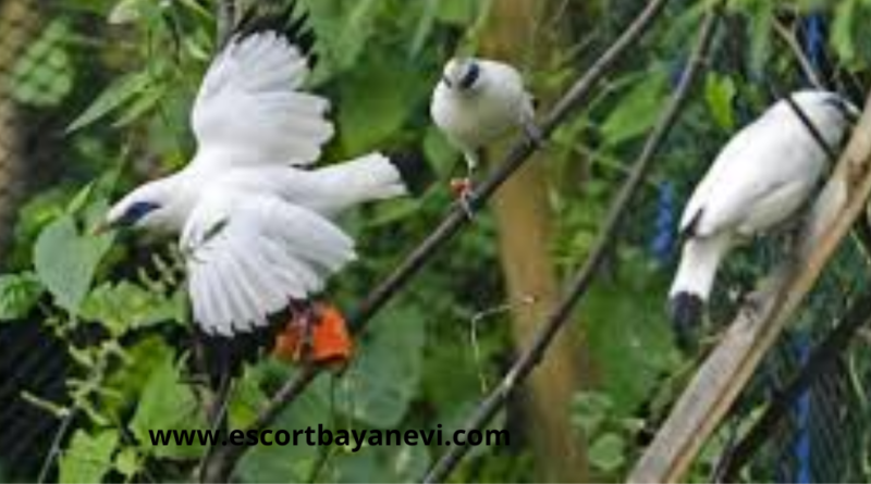 Jalak Bali Si Burung Putih