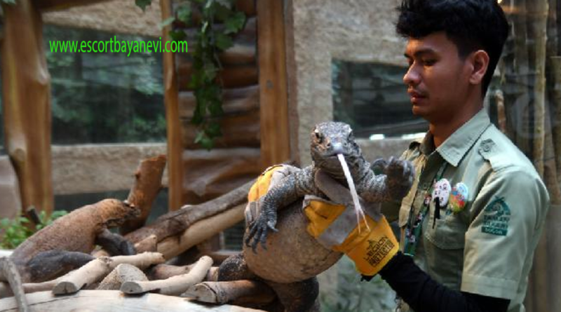 Pemberangkatan Komodo