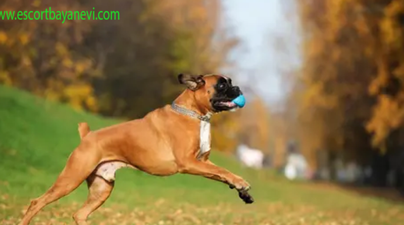 Boxer Anjing Pemburu