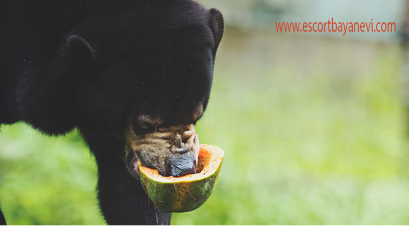 Pemakan Buah dan Serangga