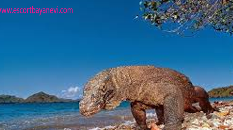 Raja Pulau Komodo