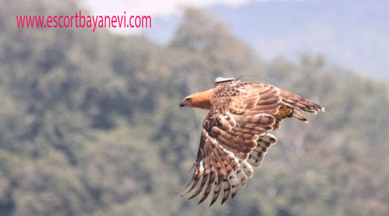 Elang Jawa Penguasa Langit Hutan