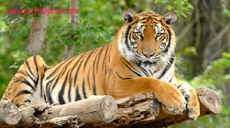 Harimau Jawa Panthera tigris