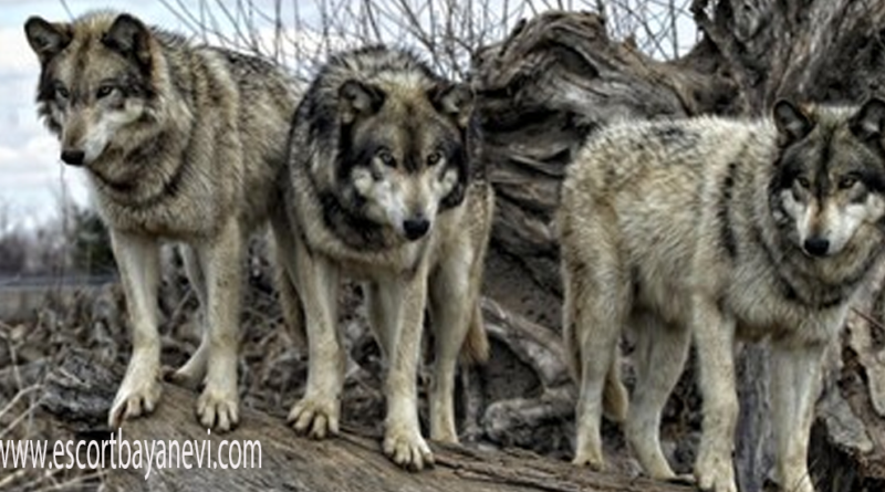 Wolfdog Campuran Antara Serigala